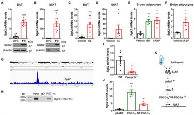 Protein Kinase SGK2 Is Induced by the β3 Adrenergic Receptor-cAMP-PKA-PGC-1α/NT-PGC-1α Axis but Dispensable for Brown/Beige Adipose Tissue Thermogenesis